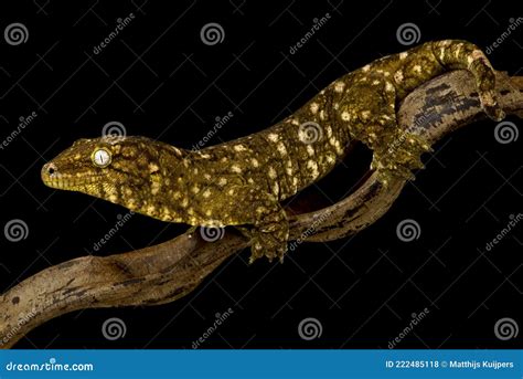 New Caledonian Giant Gecko Rhacodactylus Laechianus Stock Photo - Image ...