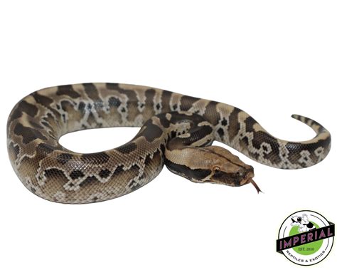 Image result for Black Blood Python