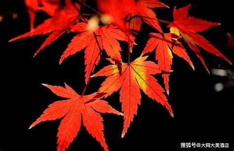 加拿大的枫叶红了高清图片下载-正版图片500770517-摄图网