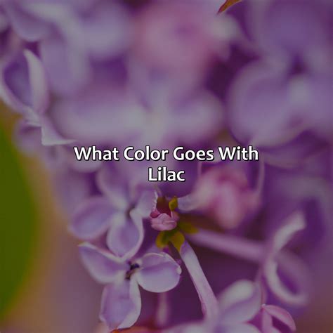 What Color Goes With Lilac - colorscombo.com