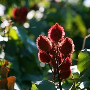 Live Sindur Tree (Bixa Orellana) | Organic Garden Plant (Pack of 1 ...