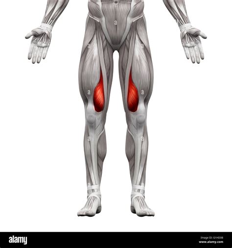 Vastus Medialis Muscle - Anatomy Muscles isolated on white - 3D illustration Stock Photo - Alamy