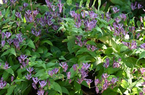 10 Shade-Loving Flowering Plants for Your Garden – Ugaoo
