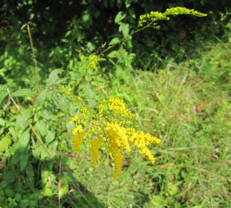 WeedsNWildflowers: Is it a Goldenrod or is it Ragweed?