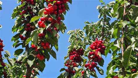 SWEET LOU'S CHERRIES - All You Need to Know BEFORE You Go 2026 (with ...