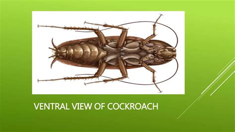 Cockroach Definition 的图像结果