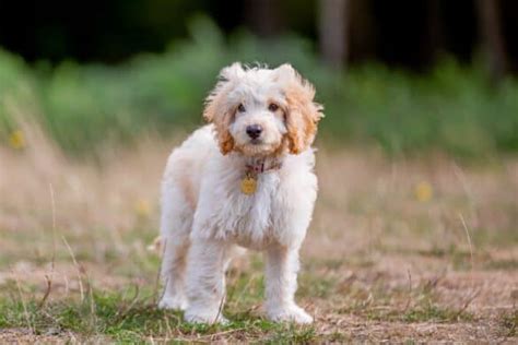 Image result for Cost for Cockapoo