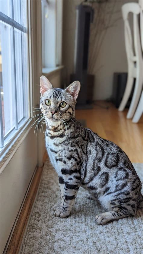 Full Grown Bengal Cats Bengal Cat Breed Guide: Traits, History