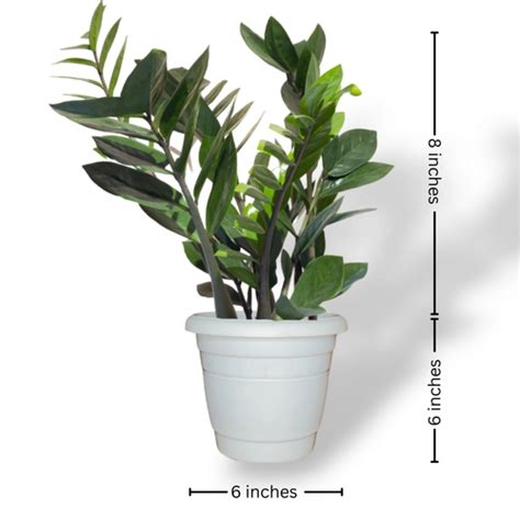 Indoor Air Purifying Combo - Breathe Clean & Fresh