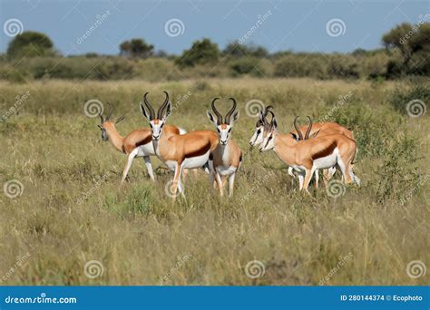 Springbok Antelopes in Natural Habitat, South Africa Stock Photo ...