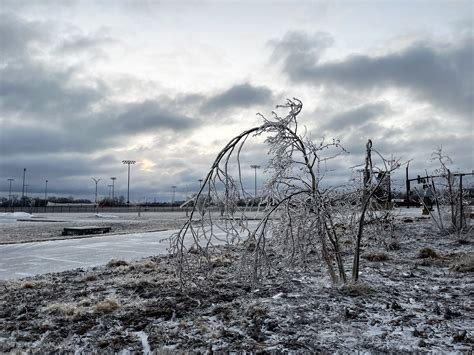 The weight of winter: Snow and ice on trees | Good Growing | Illinois Extension | UIUC
