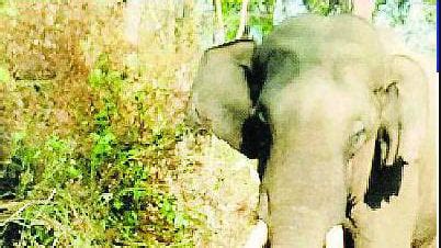 Petition · Illegal activities of Kerala Forest Department to capture ...