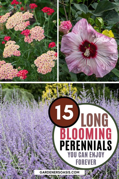 15 Long Blooming Perennials That Will Fill Your Garden With Flowers