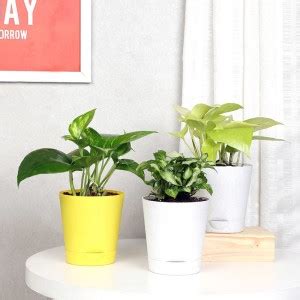 Floweraura Money Plant Price in India - Buy Floweraura Money Plant ...