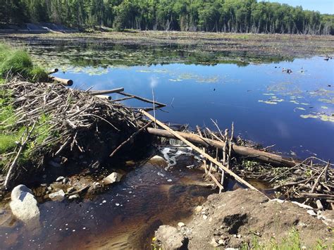 Exploding Beaver Dam 的图像结果