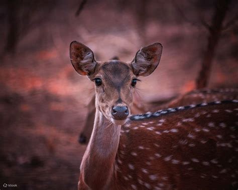 Sure Shot Tiger Viewing : Half-Day Panna National Park Jeep Safari ...