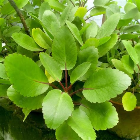 Kalfo Real patharchatta Live Plant Kidney Stone Plant patharchatta Ayurvedic Medicinal plant ...
