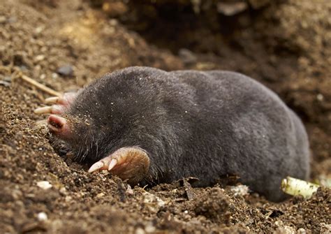 Image result for Mole Problem Solving