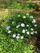 Image result for Nikko Blue Hydrangea 3 Container
