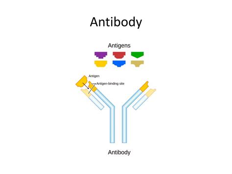 Antigen antibody interaction | PPTX