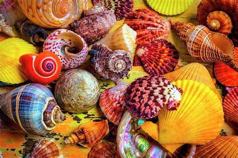 Image result for Amazing Shells