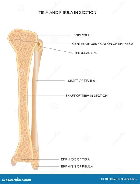 Huesos De La Pierna De La Tibia Y Del Peroné Ilustración del Vector ...