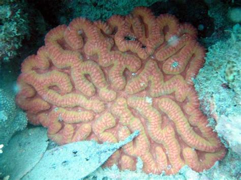 CGEWCC, Zoological Survey of India