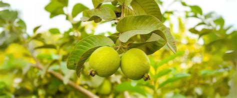 Buy Guava Plant Online | Allahabad Safeda, Red Malaysian & More ...