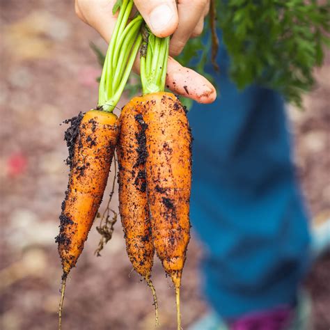 When to Harvest Carrots - 4 Tips to Know! - Bunny's Garden