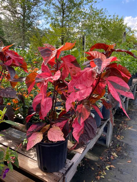 Acalypha Wilkesiana