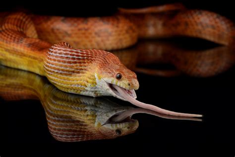 What Do Corn Snakes Eat As Pets at William Gainey blog