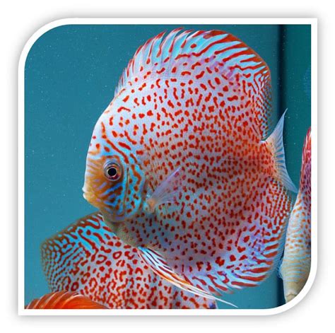 Image result for Red Leopard Discus