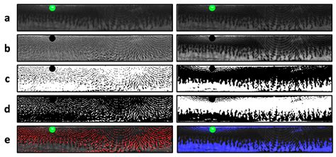 A Novel Anti-Spoofing Solution for Iris Recognition Toward Cosmetic ...