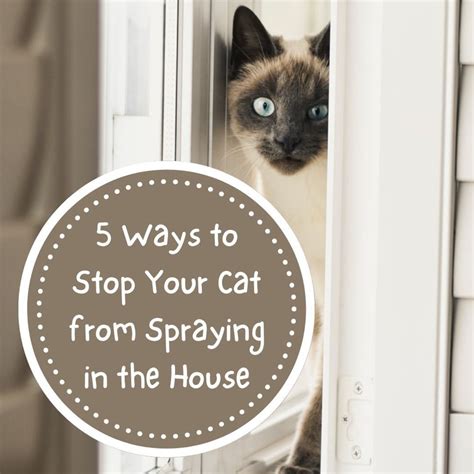 5 Ways to Stop a Cat From Spraying Indoors - HubPages