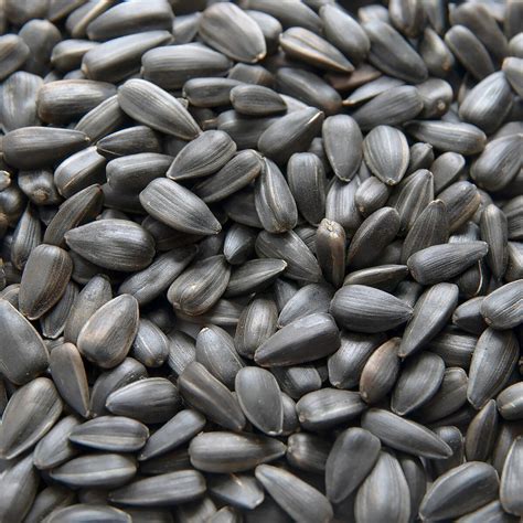 Woodland Black Sunflower Bird Seed 15kg