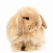 Image result for Holland Lop with Humans