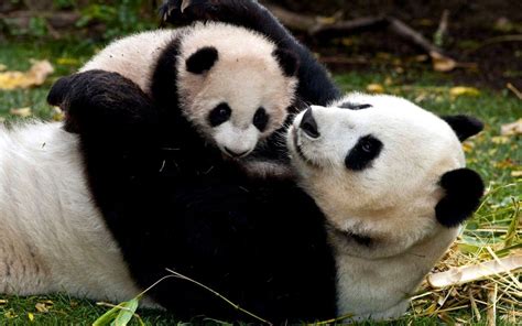 Image result for Panda Example in Python
