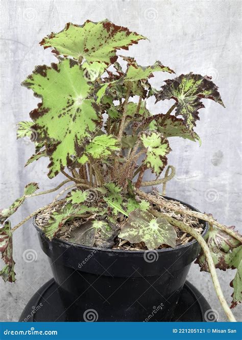 Begonias As Indoor Plants