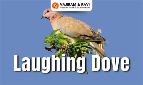 Laughing Dove, Scientific Name, Habitat, Description, Ecology, News