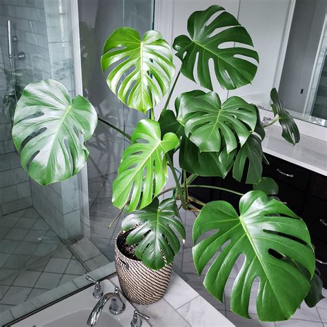 What is Monstera Plant: A Complete Guide to Care and Benefits - Indoor ...