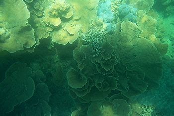 Under water corals at Jolly buoy and North bay islands in Andaman