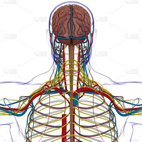 人脑 的图像结果