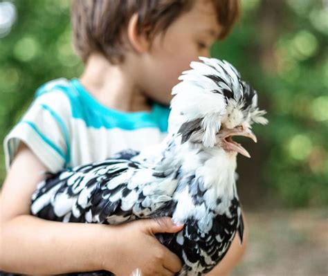 Mottled Houdan Chicken
