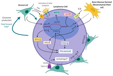 Impact and Intricacies of Bone Marrow Microenvironment in B-cell ...