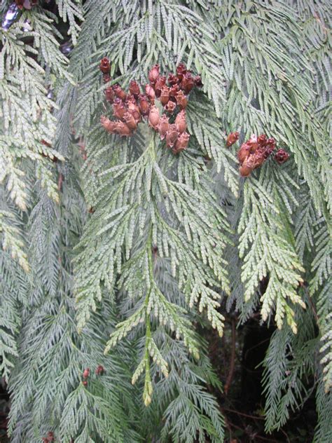 Western Red Cedar, Thuja plicata | Native Plants PNW