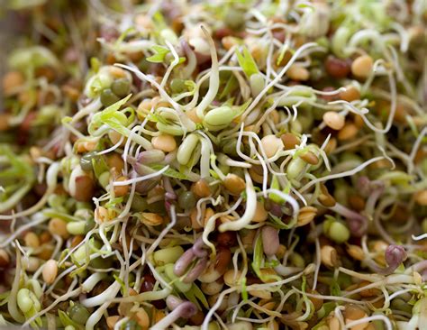 Your Step-by-Step Guide to Growing Sprouts at Home • Gardenary