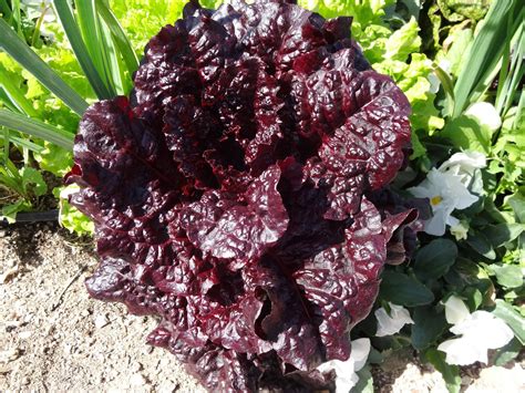 The Scientific Gardener: New Spirit Garden and Thoughts