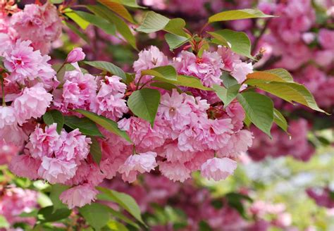 Image result for Flowering Cherry Tree