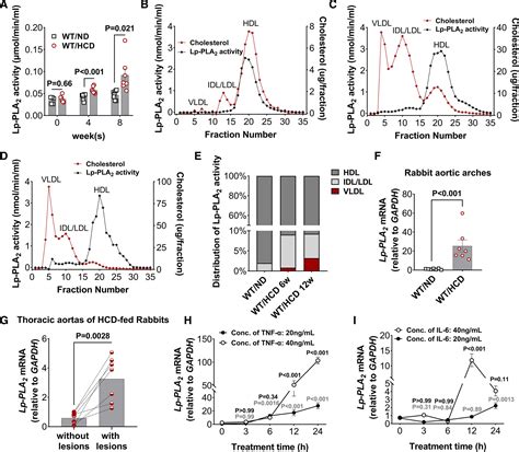 Lp-PLA2 (Lipoprotein-Associated Phospholipase A2) Deficiency Lowers ...