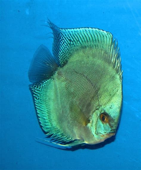 Image result for Discus Poisson Diamond